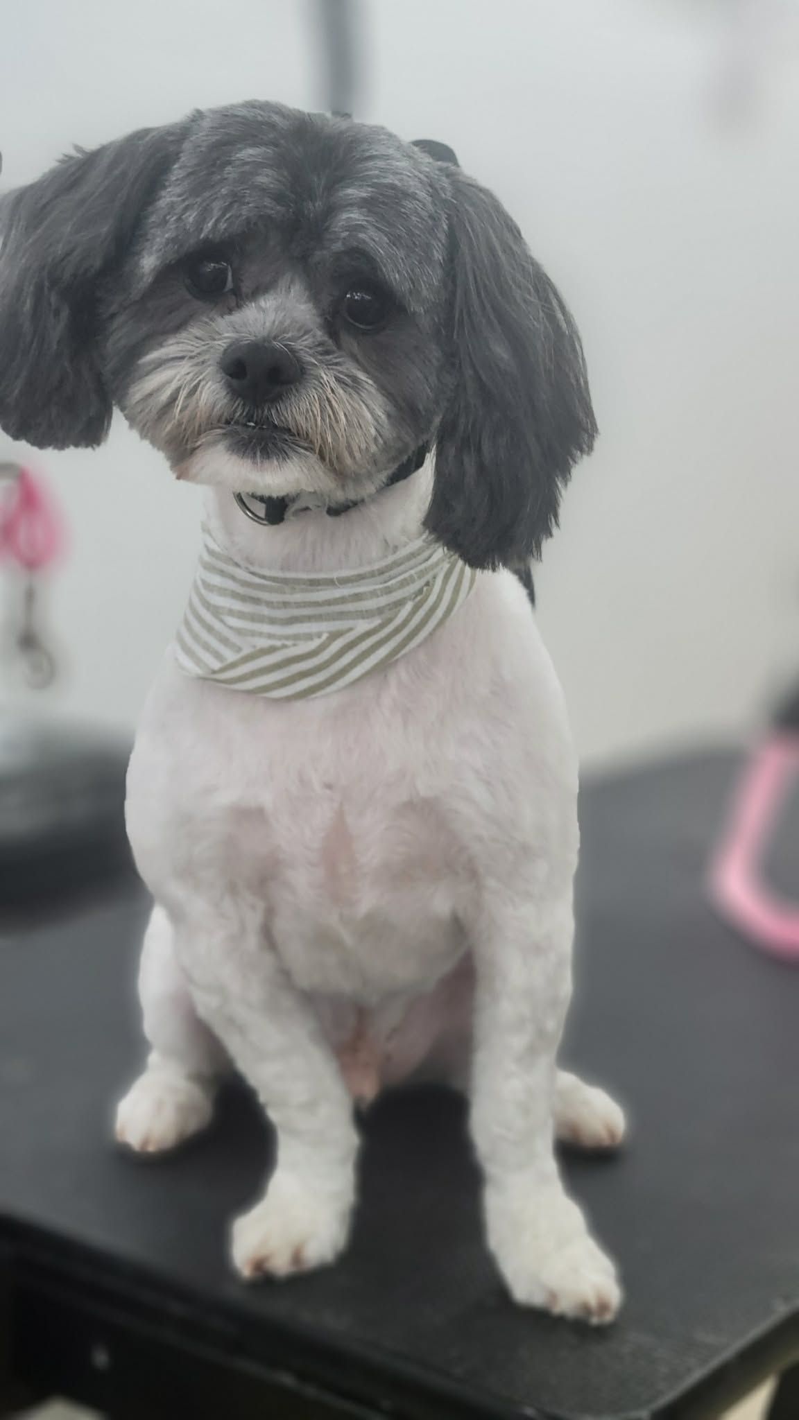 Dog with black and white fur, wearing a striped bandana, sitting on a table.