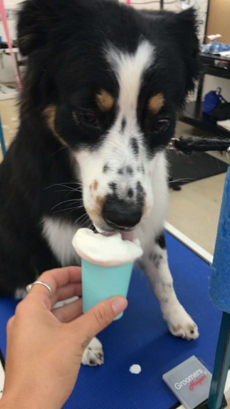 Dog licking a treat from a blue cup held by a hand; black, white, and brown fur; indoors.