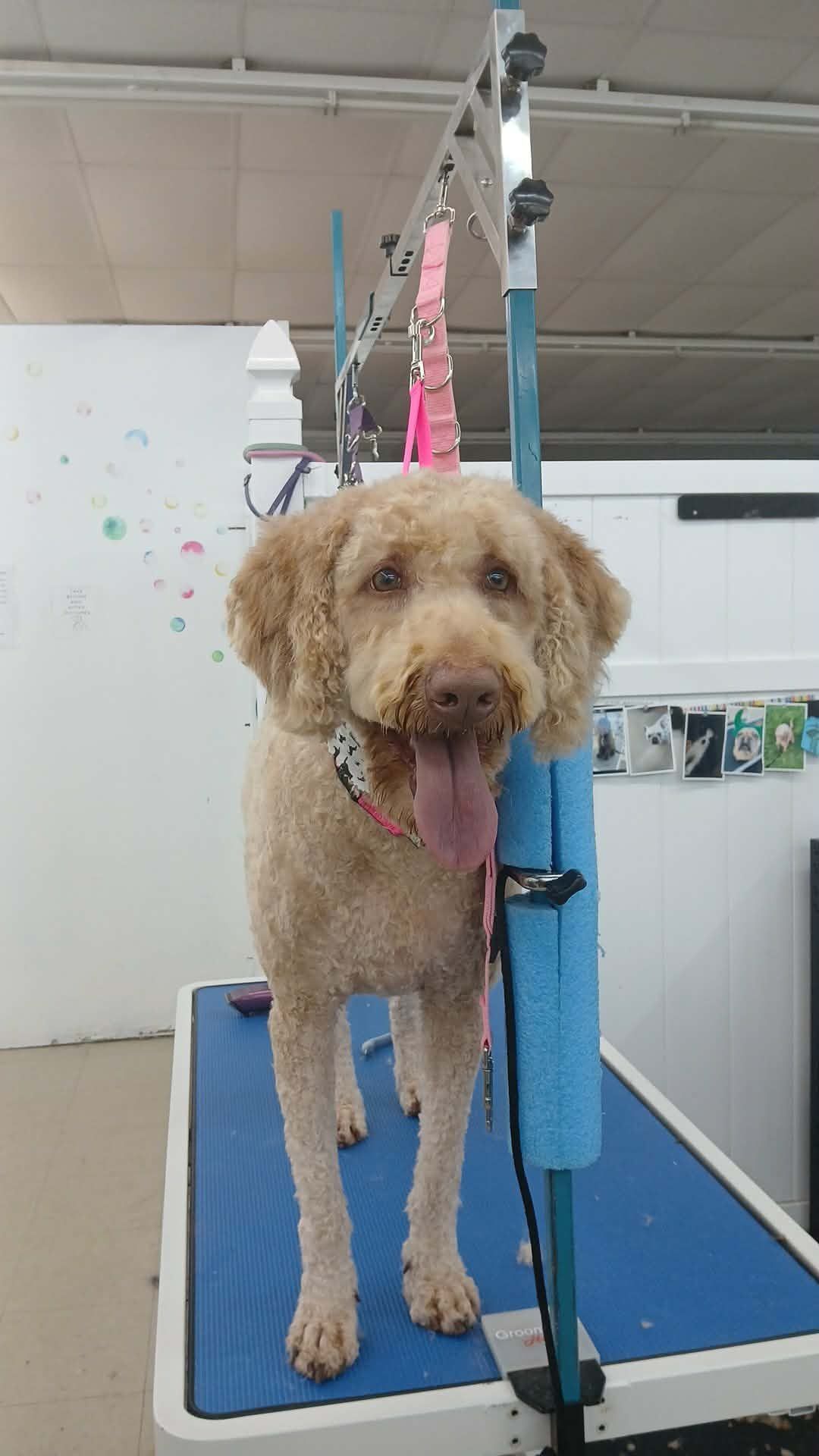A light-brown dog with a pink collar stands on a grooming table, tongue out, in a salon.
