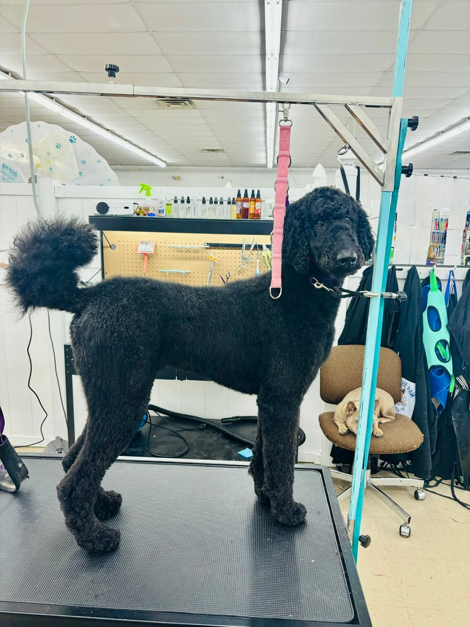 Black standard poodle groomed on a grooming table, with a pink neck restraint.