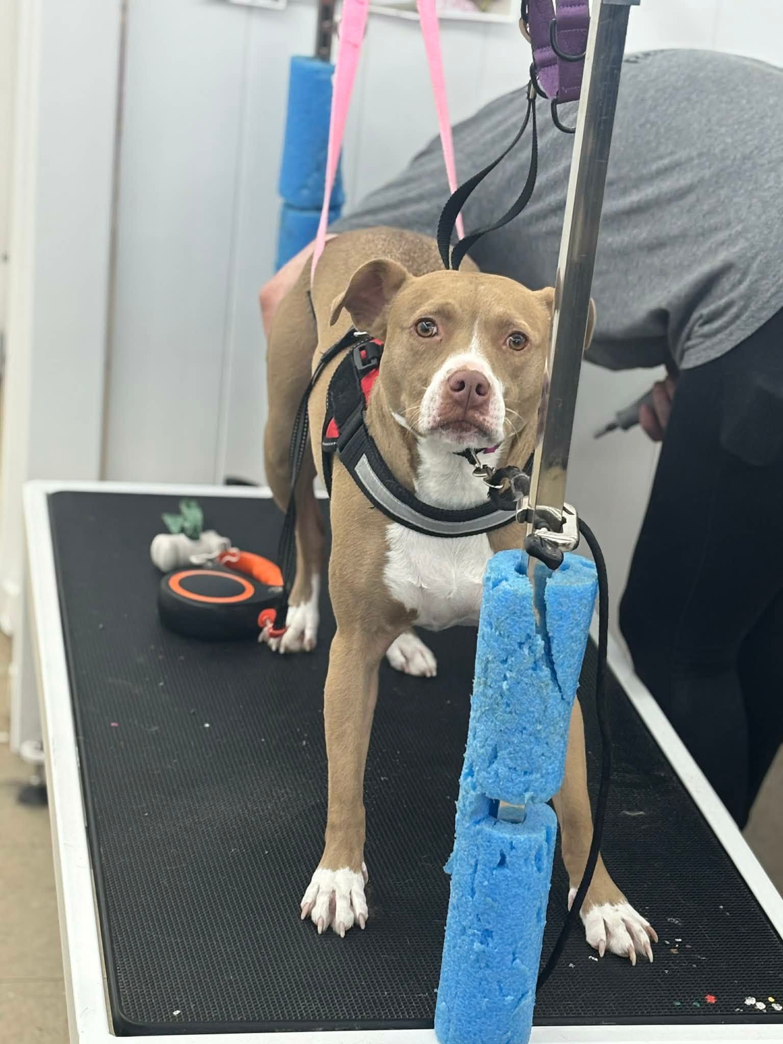 Brown dog on grooming table, held by harnesses, looking at camera. Groomer in background.