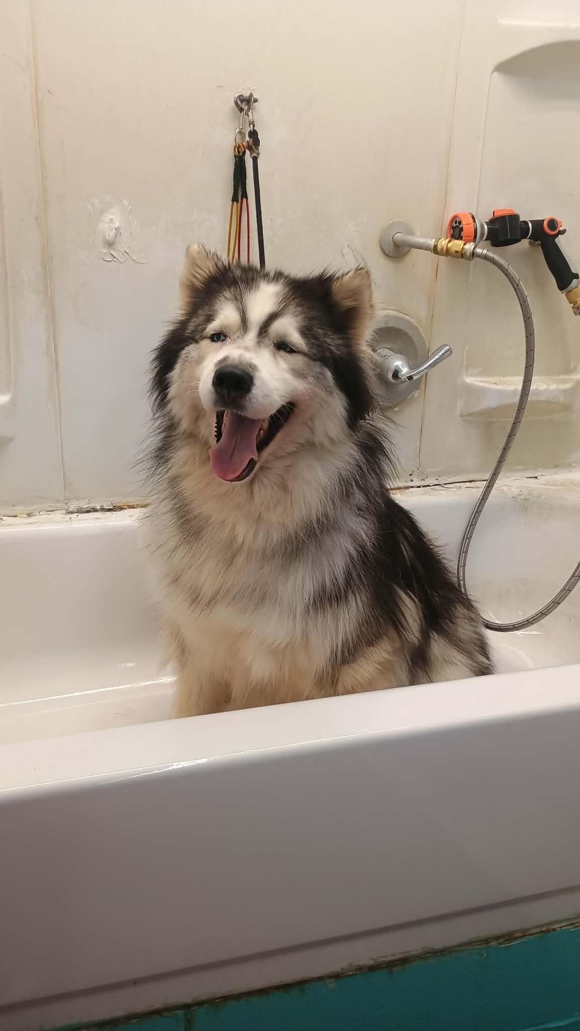 Fluffy dog in a bathtub, wet, smiling with tongue out.