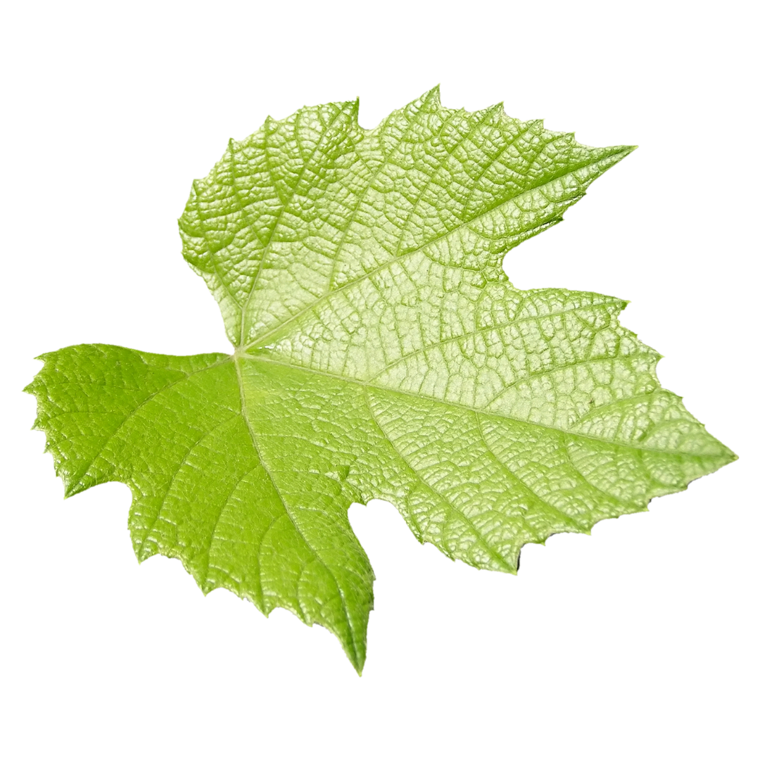 Feuille de vigne verte aux bords dentelés et aux nervures proéminentes.
