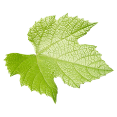 Feuille de vigne