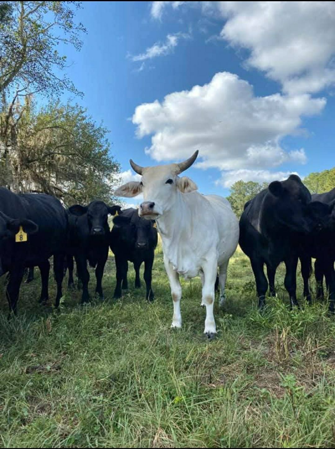 Two cows standing next to each other in a field