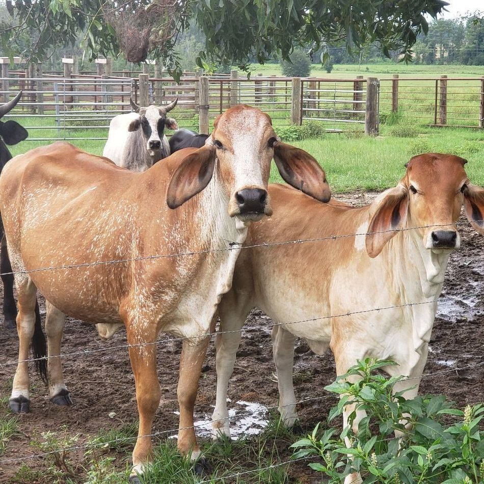 Two cows standing next to each other in a field
