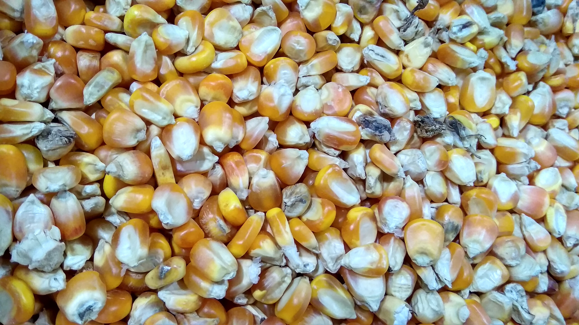A close up of a pile of corn kernels.
