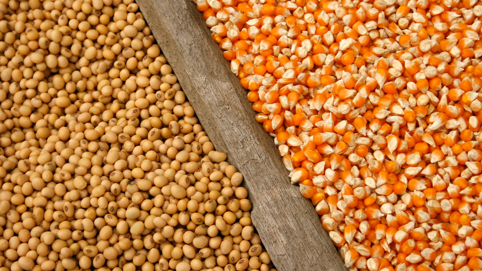 A close up of soybeans and corn on a table.