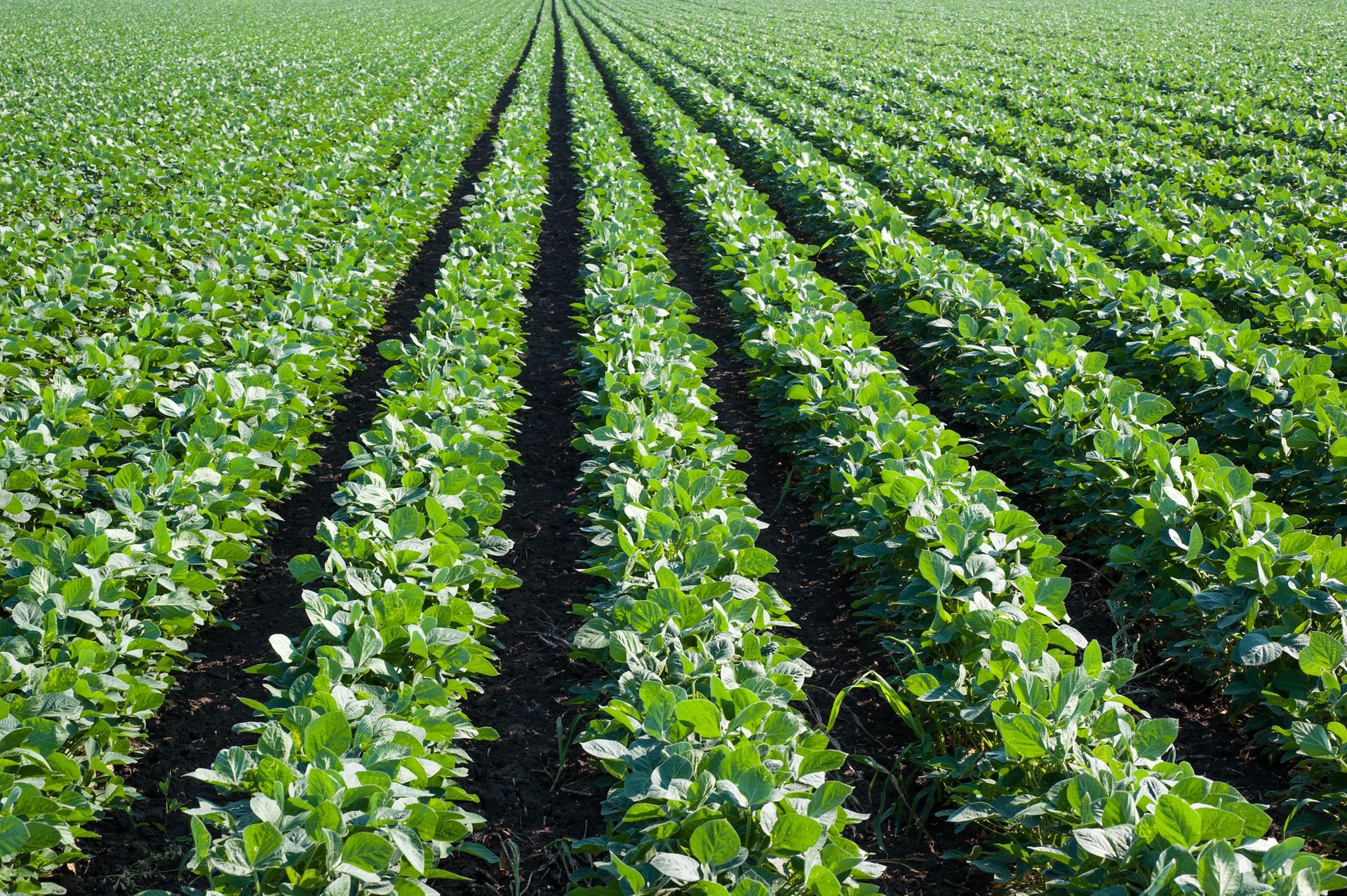 Rows of green plants are growing in a field