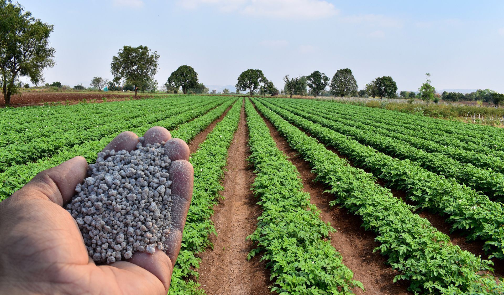 A hand is holding a pile of fertilizer in front of a field of plants.