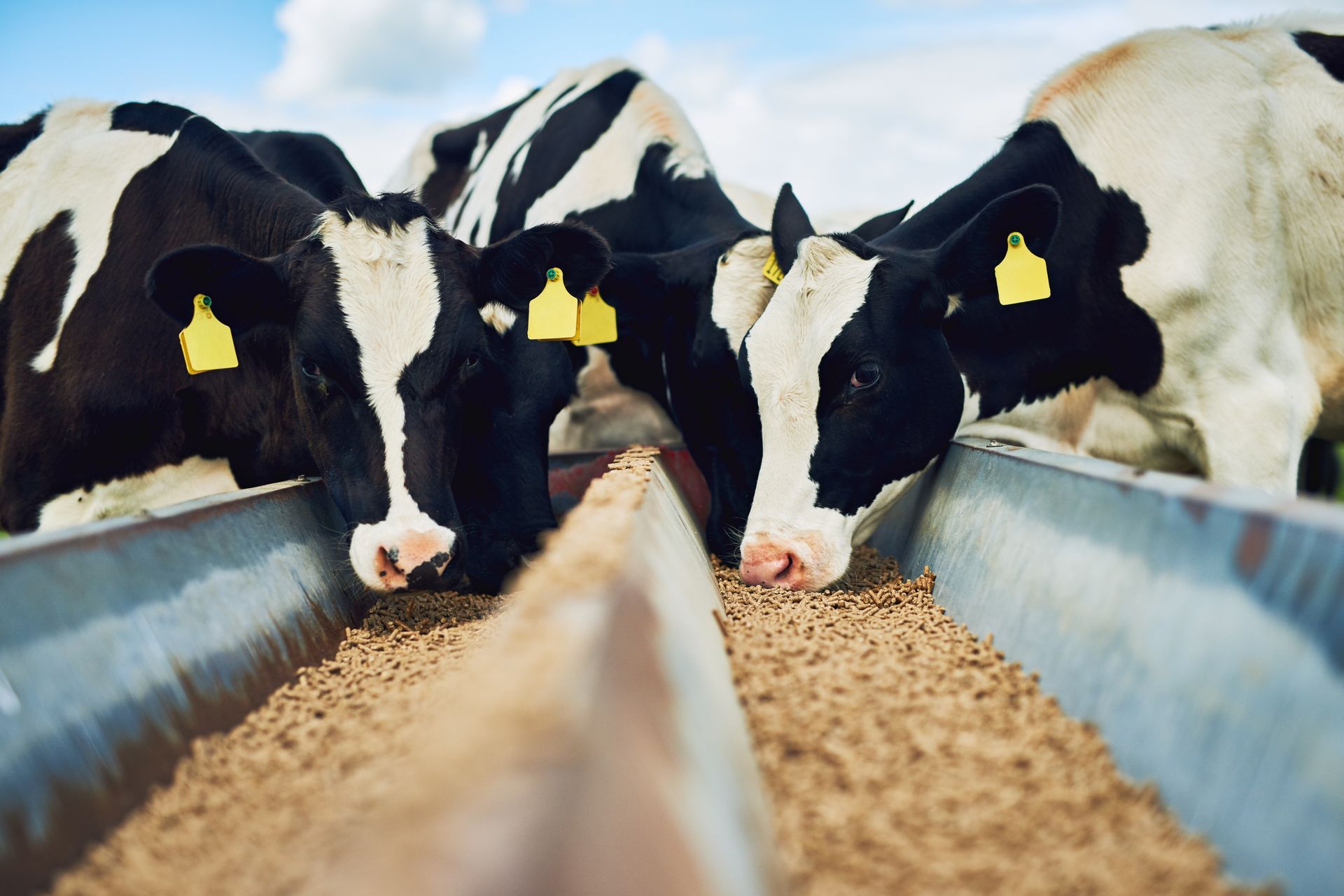 A herd of cows are eating from a trough.