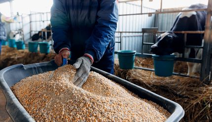 A man is pouring grain into a bucket in a barn.