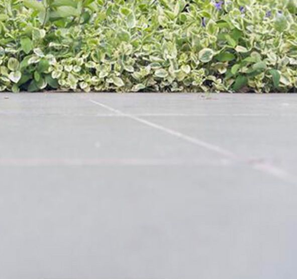 a row of plants growing on the side of a road .