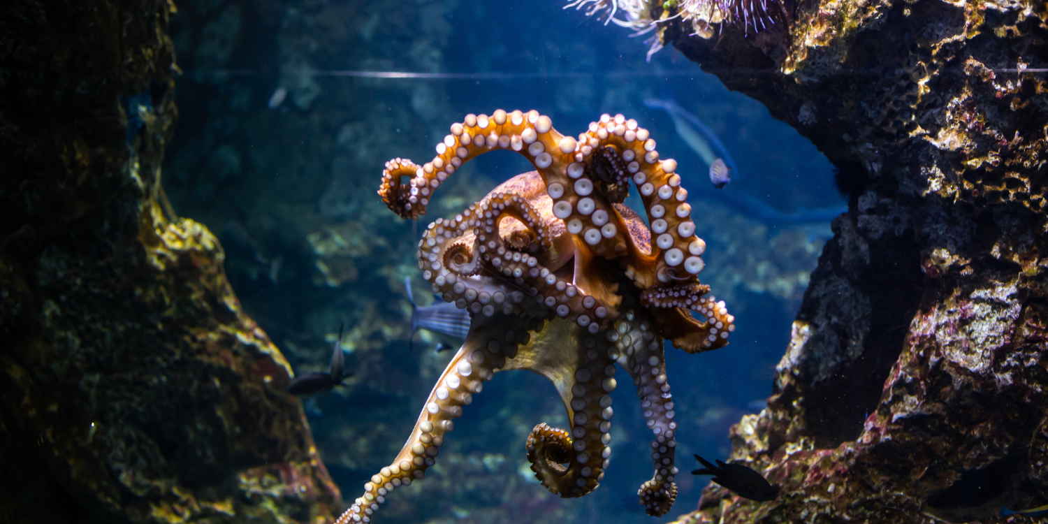 North Carolina Files Bill to Ban Octopus Farming