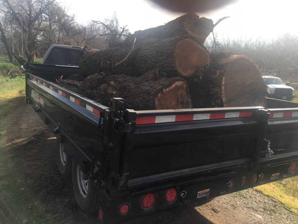 Tree Removal in Chico, CA | Robert Tompkins Tree Service