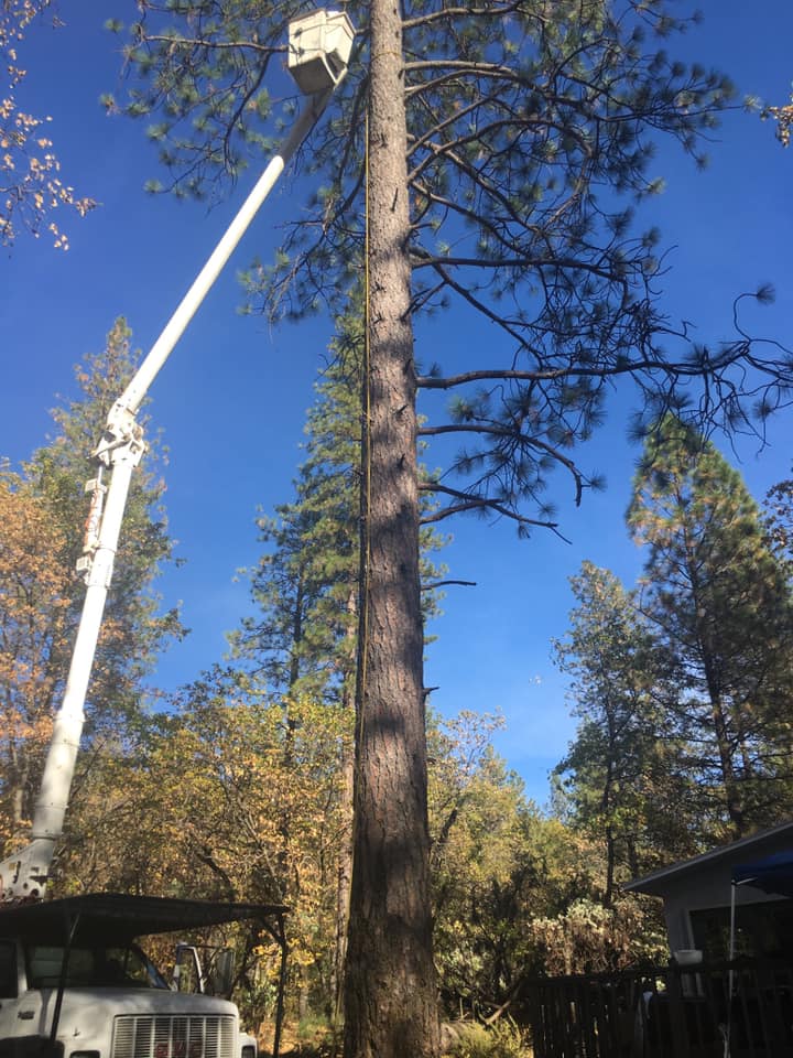 Hazardous Tree Removal in Wilton, CA | Robert Tompkins Tree Service