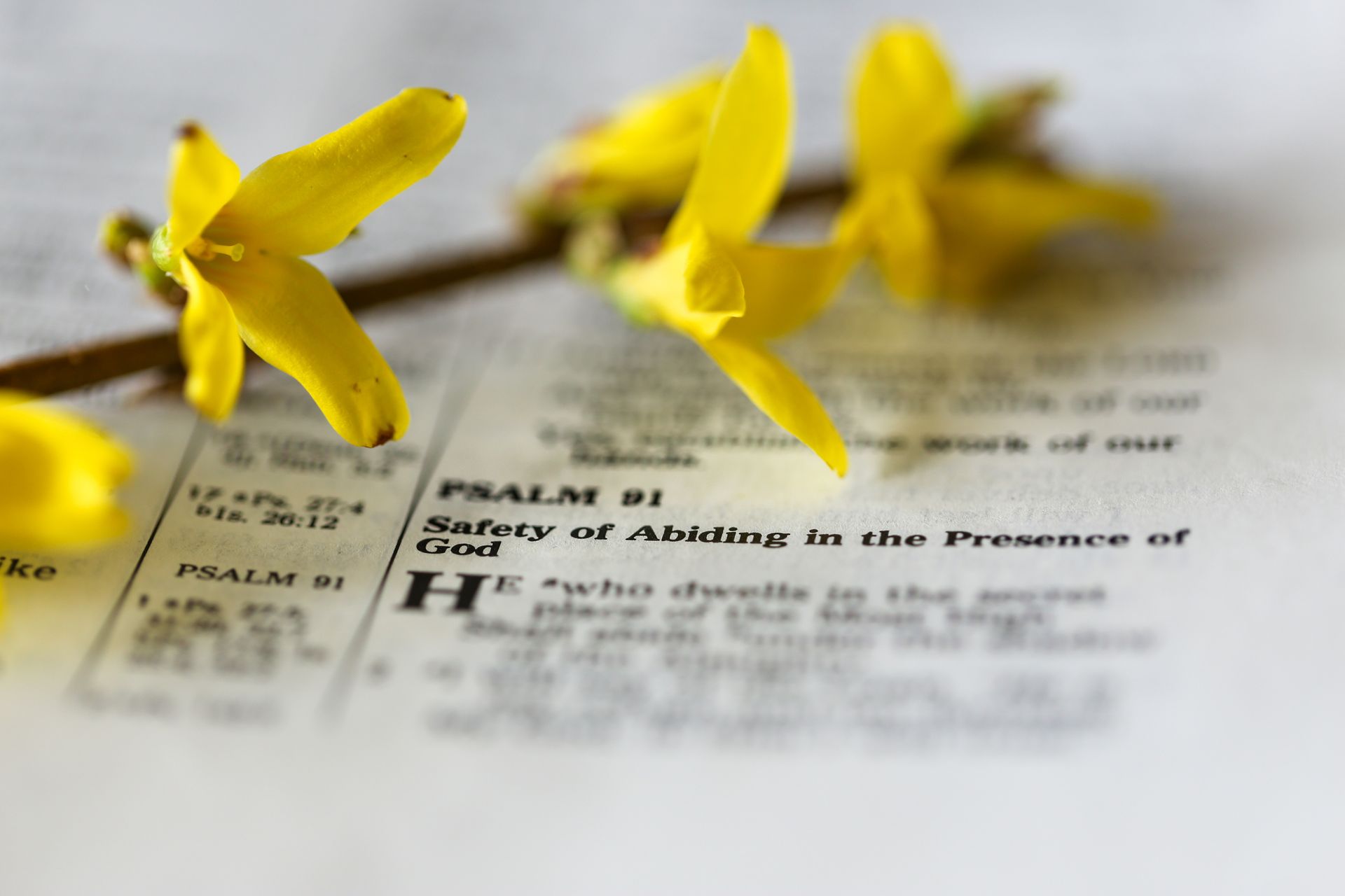 A picture of a flower over the Bible opened to Psalm 91.