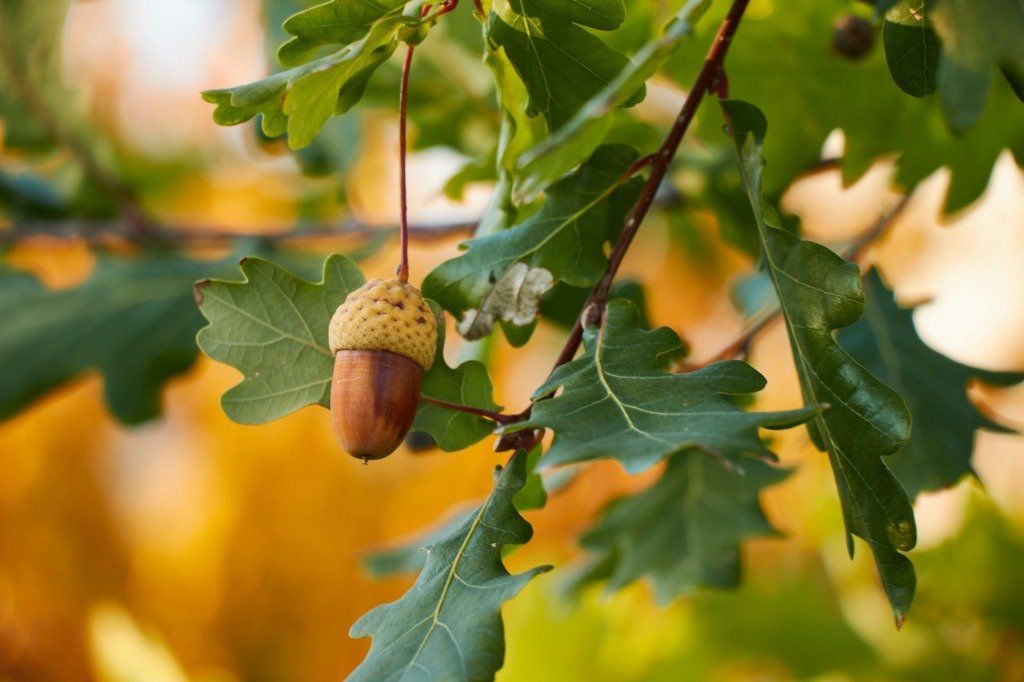 Picture of healthy oak tree leaves  with an acorn