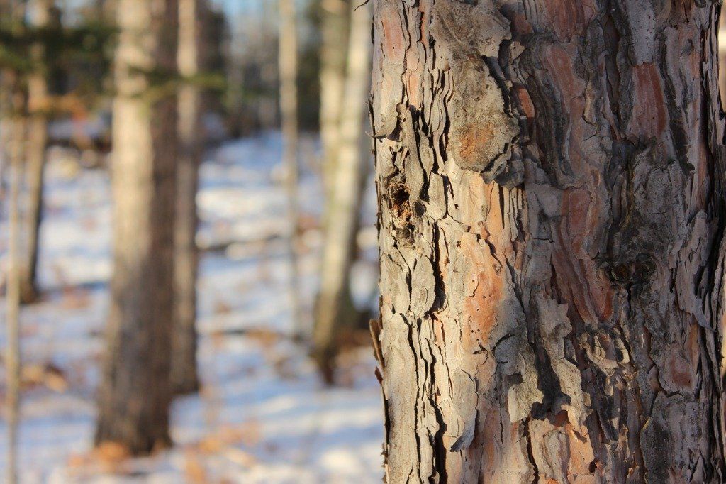 View of trees from the ground towards the sky