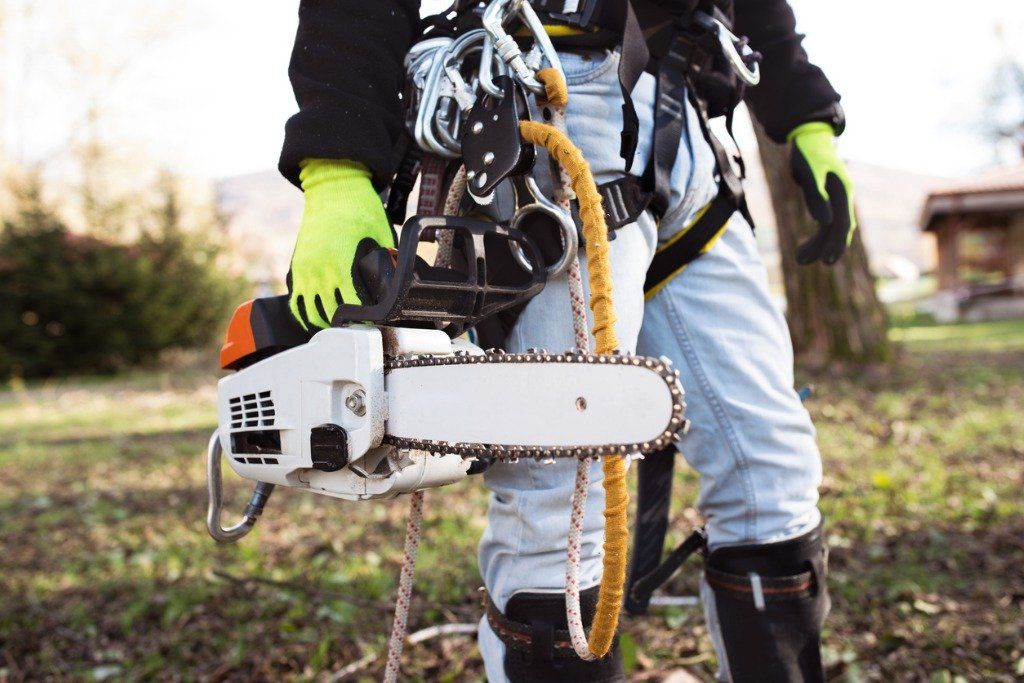 Picture of an arborist holding a chainsaw wearing climbing ropes
