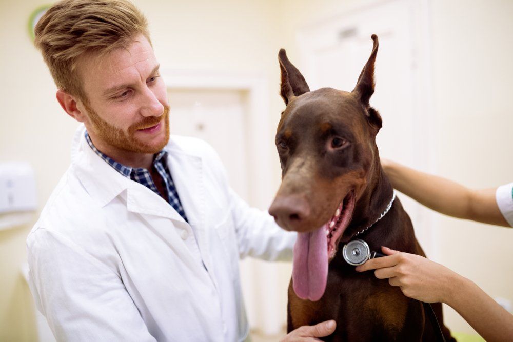 Veterinarian Examining The Dog