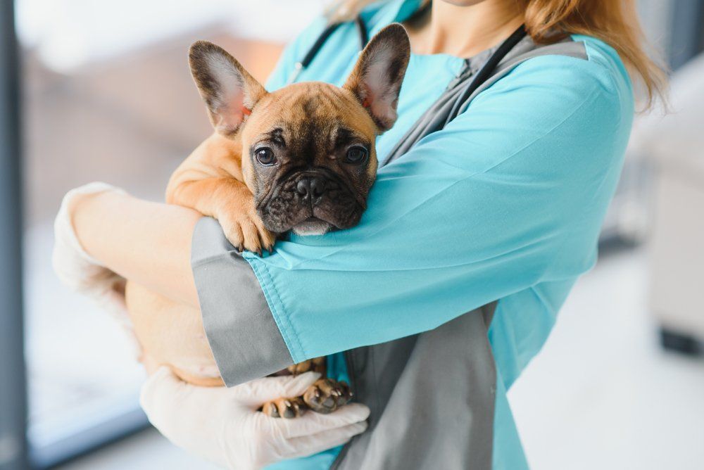 Vet Carrying A Small Dog