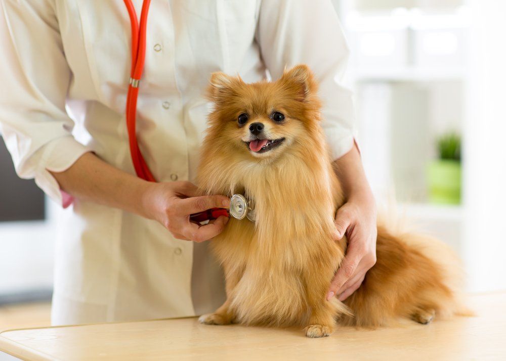 Cute Dog Being Checked