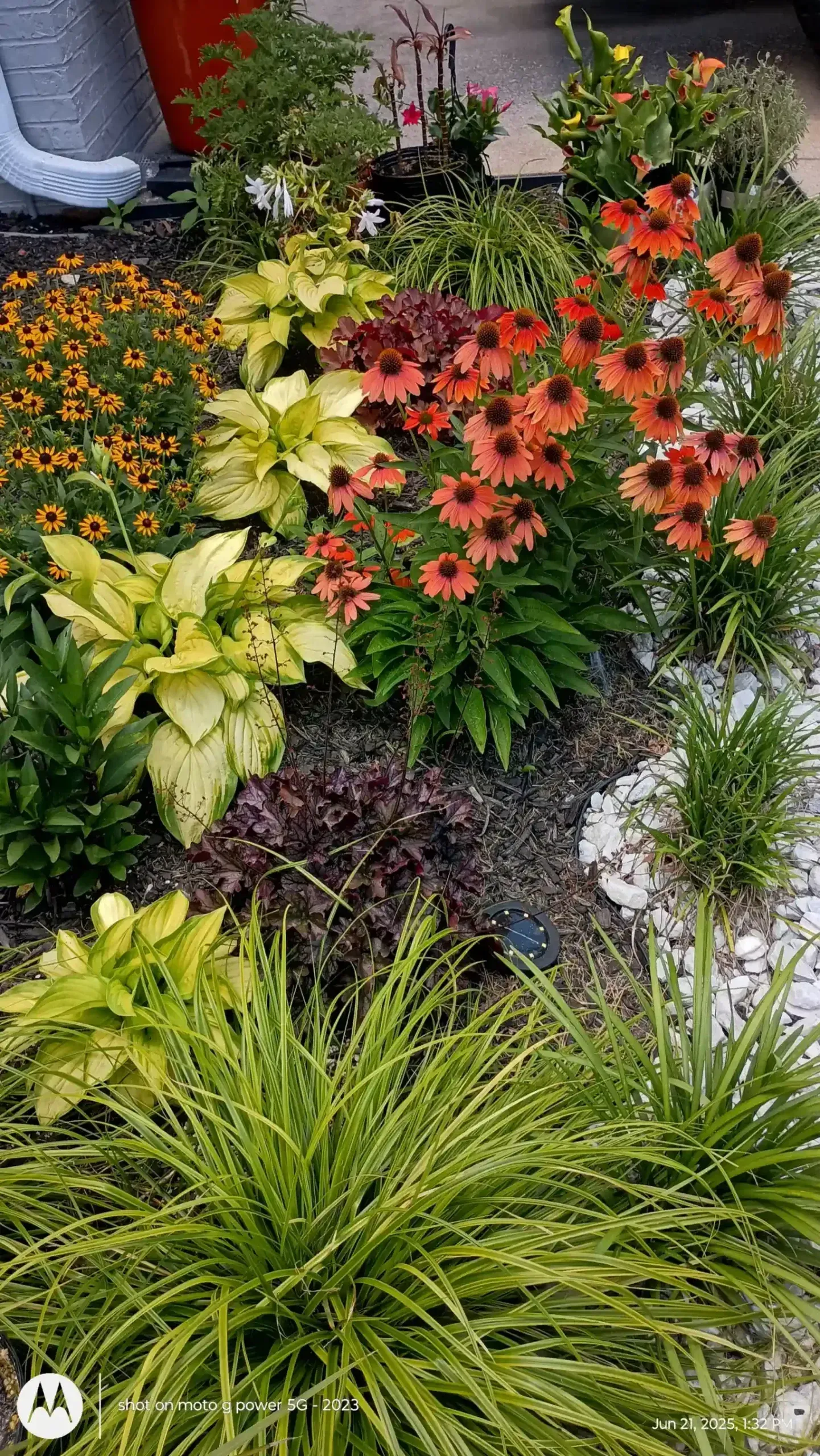 A vibrant garden bed featuring bright orange coneflowers, chartreuse hostas, and feathery green grasses in mulch.