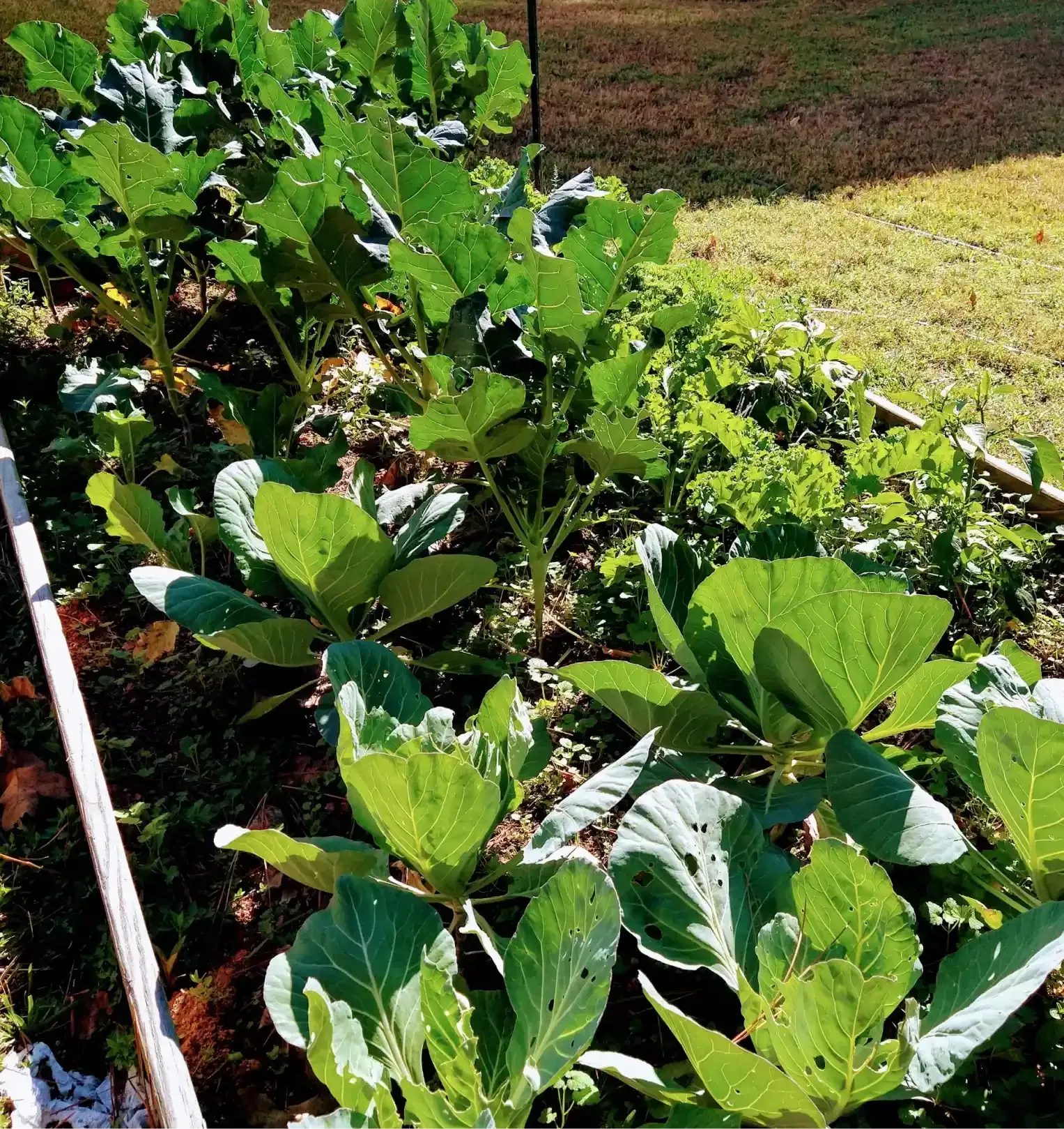 A garden bed filled with leafy green vegetables and brassicas growing in rows under direct sunlight.