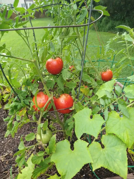 A tomato plant growing in a wire cage in a garden, with several round, ripe red tomatoes and one green tomato.