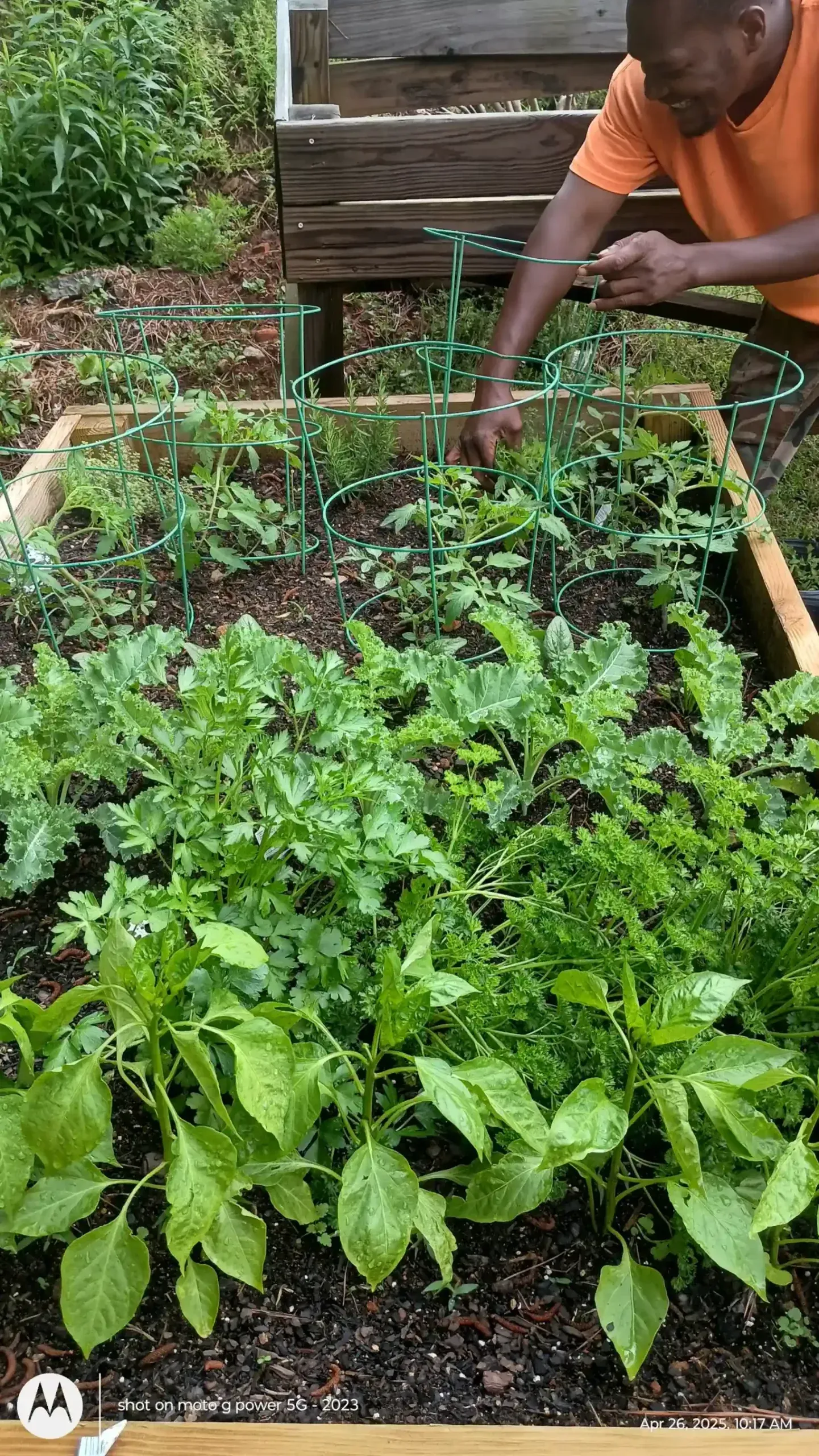 A person in an orange shirt tends to small plants in a raised wooden garden bed filled with lush, leafy greens.