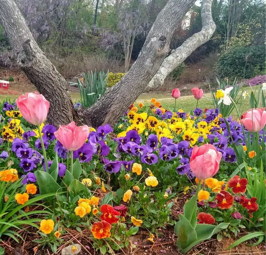 A garden bed with pink tulips, purple and yellow pansies, and small red flowers growing beneath a large, forked tree.
