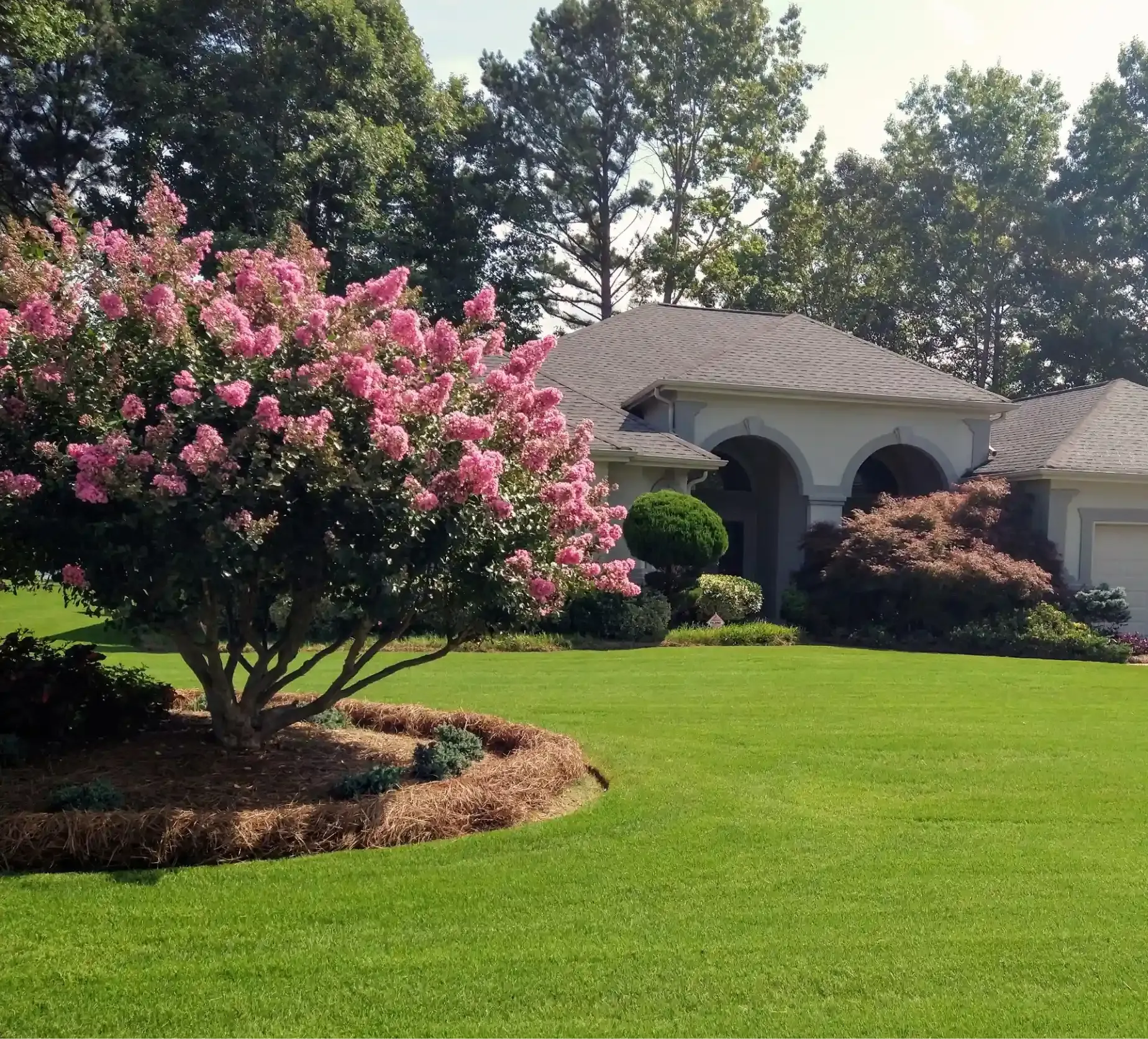 A bright pink crape myrtle tree stands in a manicured lawn in front of a house with arched entryways and a gray roof.