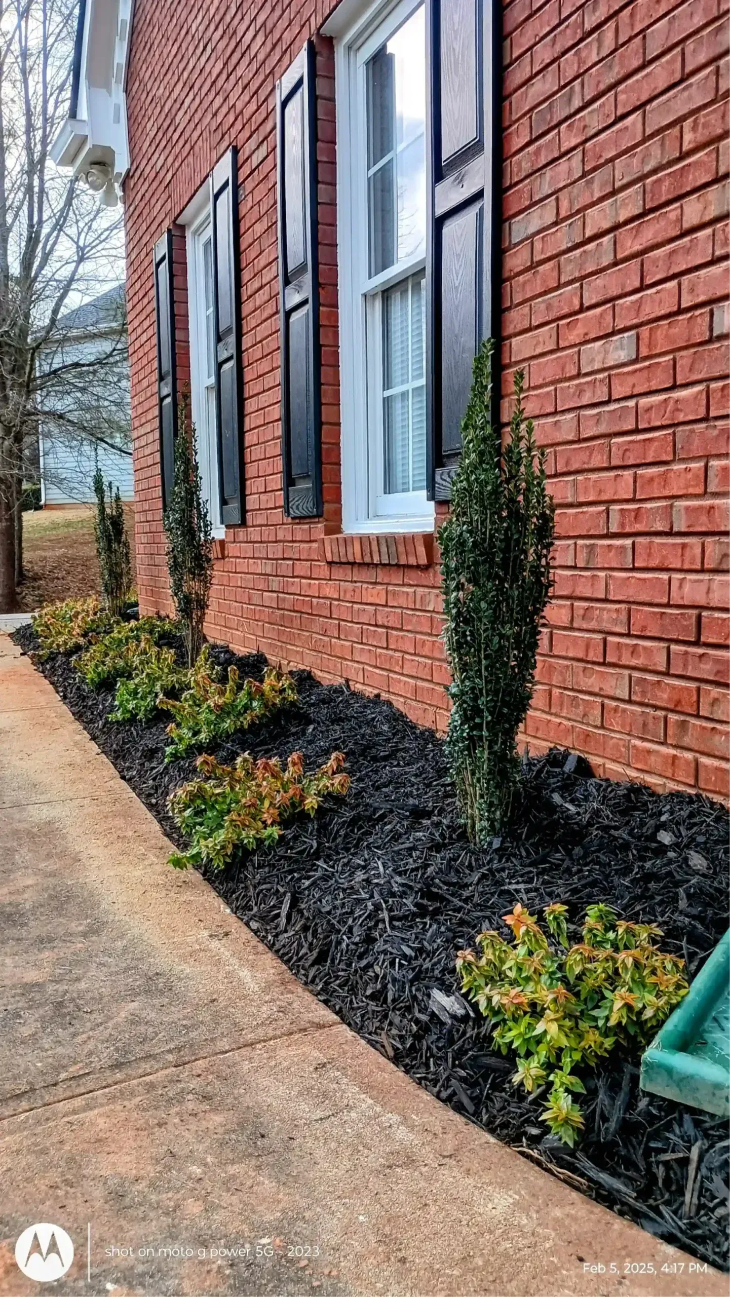 A brick house exterior with a sidewalk, black mulch, small green shrubs, and two tall, narrow evergreen plants.