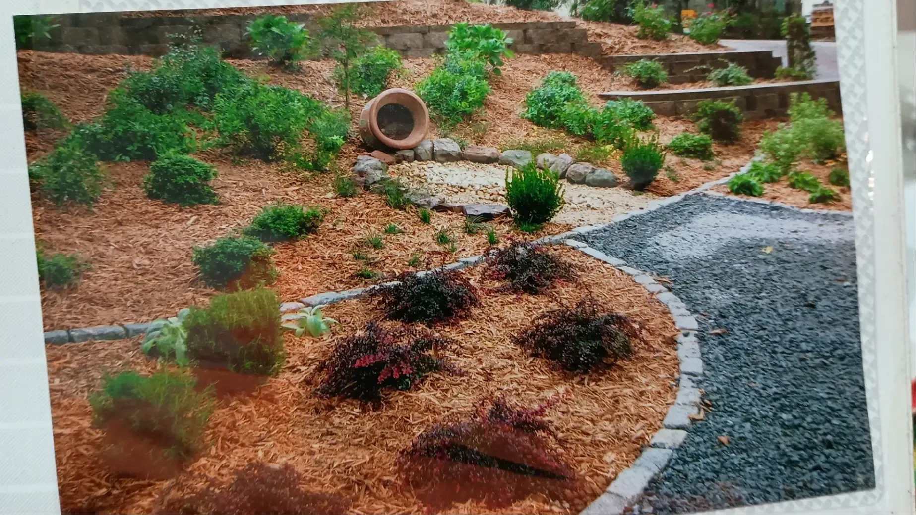 A sloped garden landscape featuring mulch, small green shrubs, dark plants in the foreground, and a stone-edged gravel path.