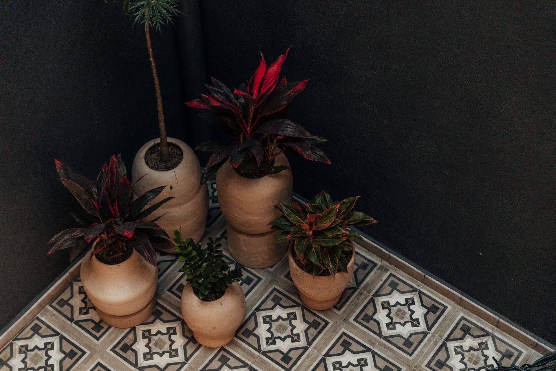 Un grupo de plantas en macetas colocadas sobre un suelo de baldosas.