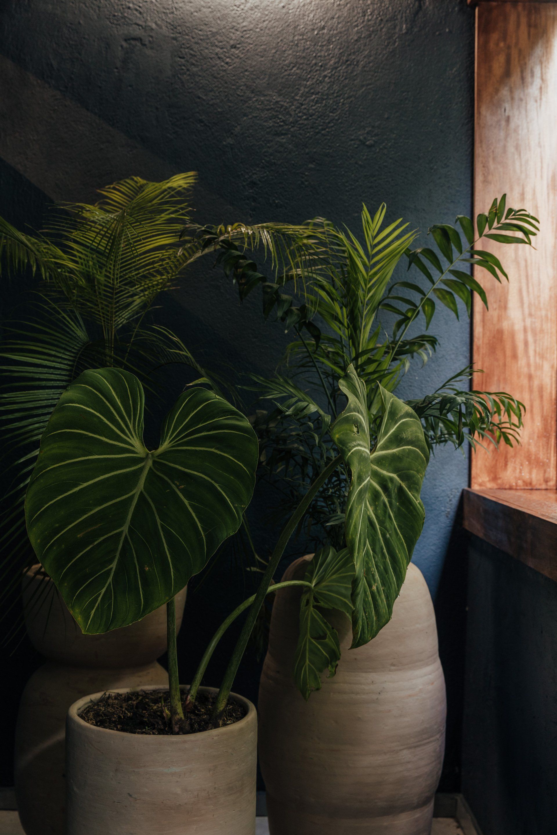 Un par de plantas en macetas colocadas una al lado de la otra sobre una mesa.