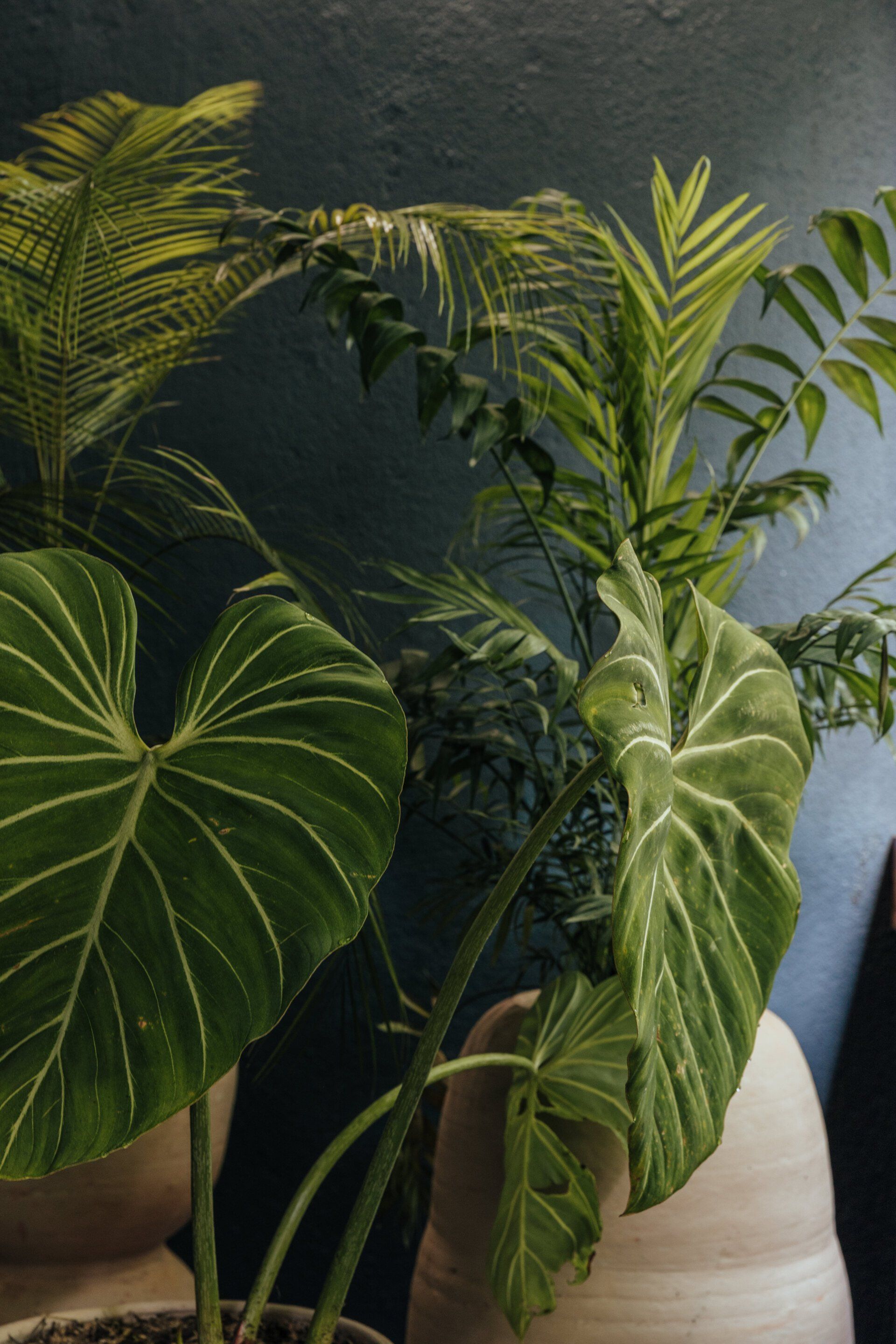 Un grupo de plantas en macetas están sentadas frente a una pared azul.