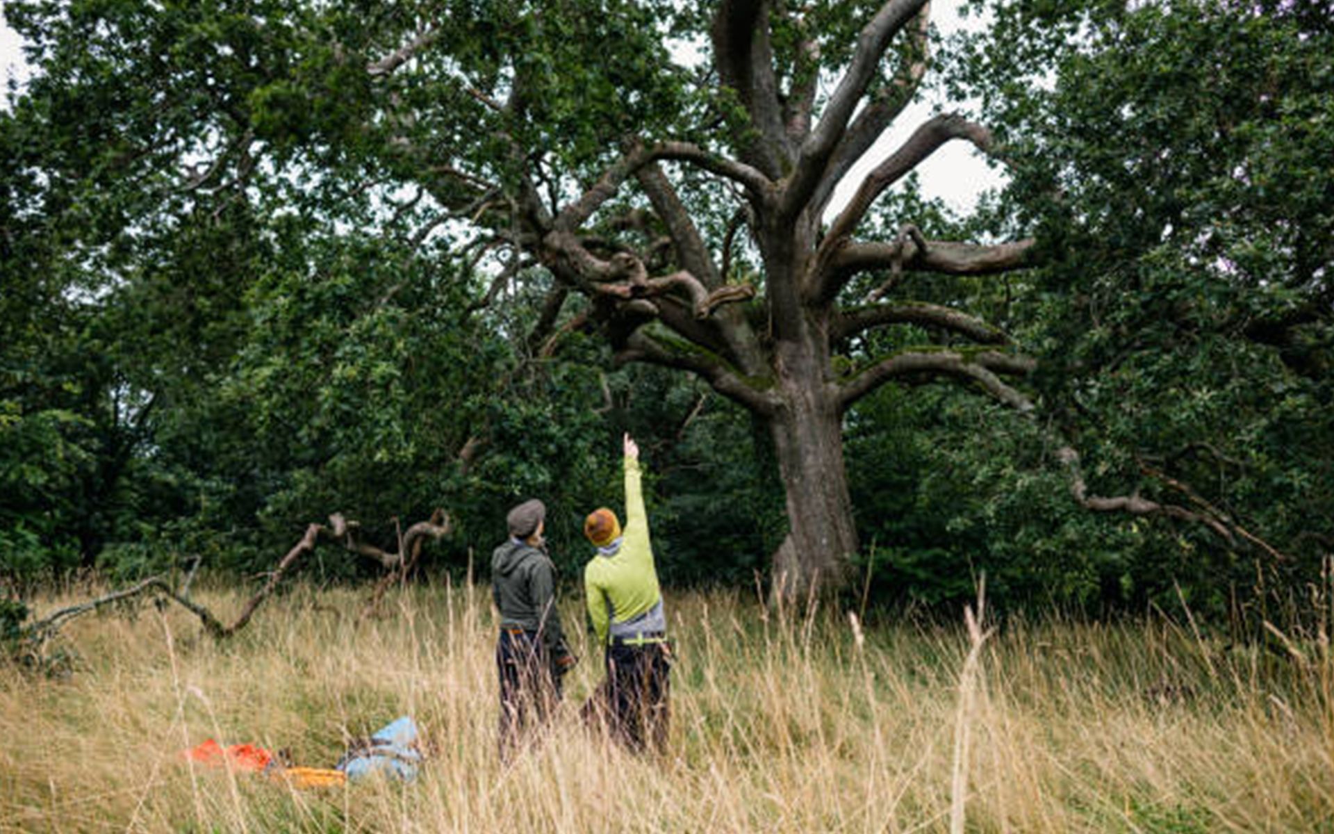 Two Man Checking Tree — Oakland, CA — Mathey Tree Care And Consulting