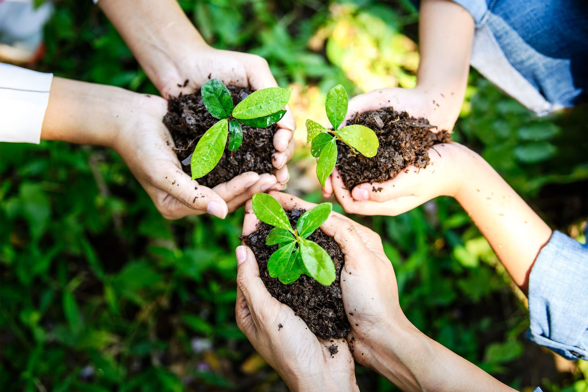 A group of people are holding small plants in their hands.