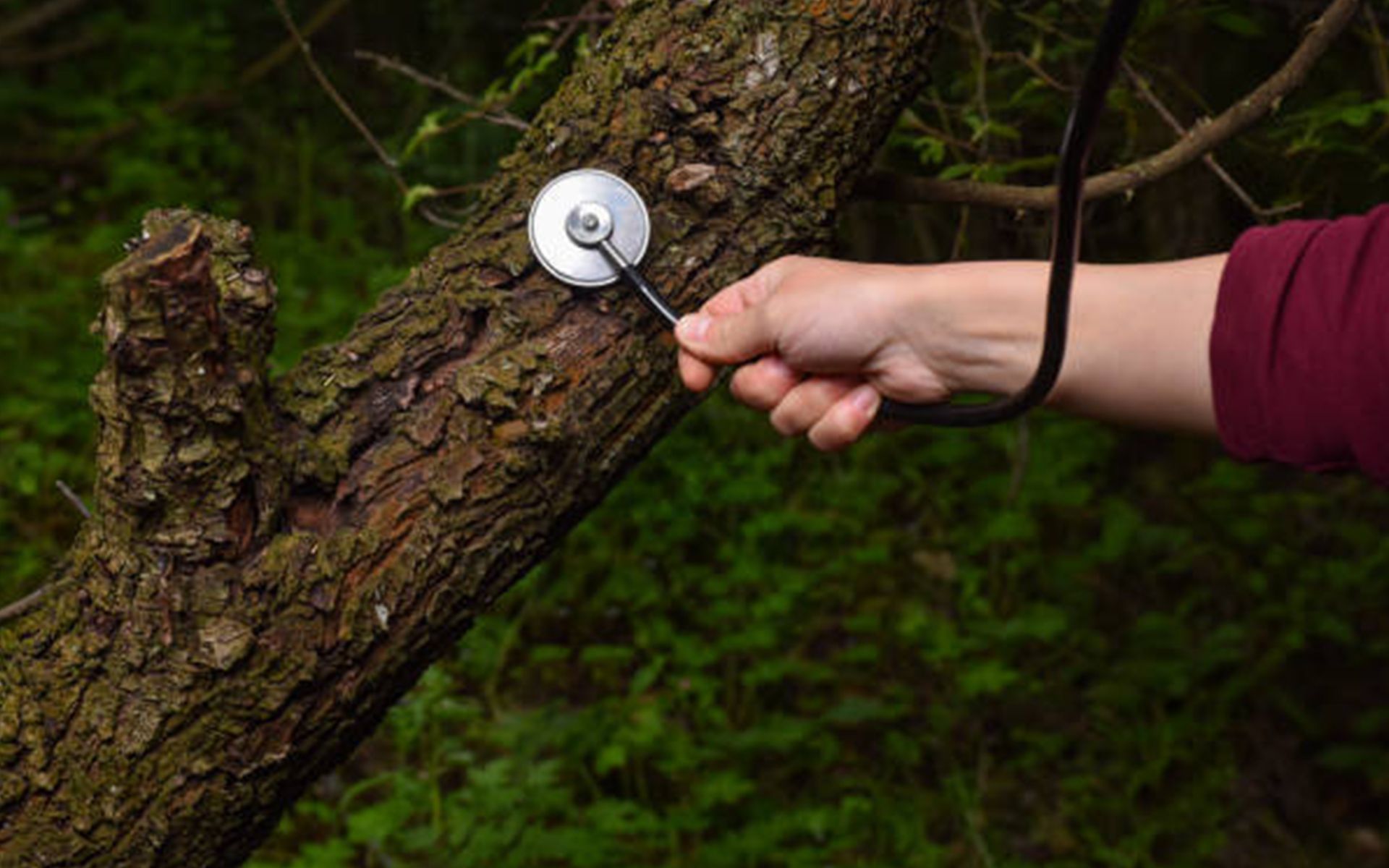 Holding Stethoscope Over Tree — Oakland, CA — Mathey Tree Care And Consulting