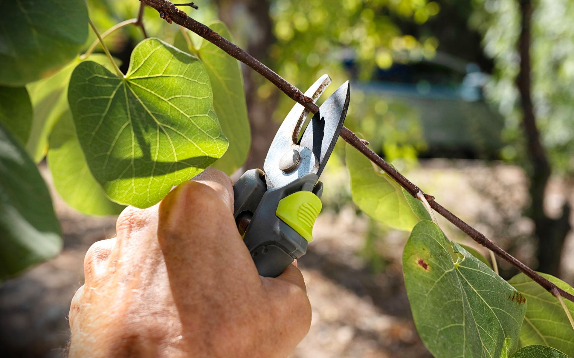 Tree Pruning — Oakland, CA — Mathey Tree Care And Consulting