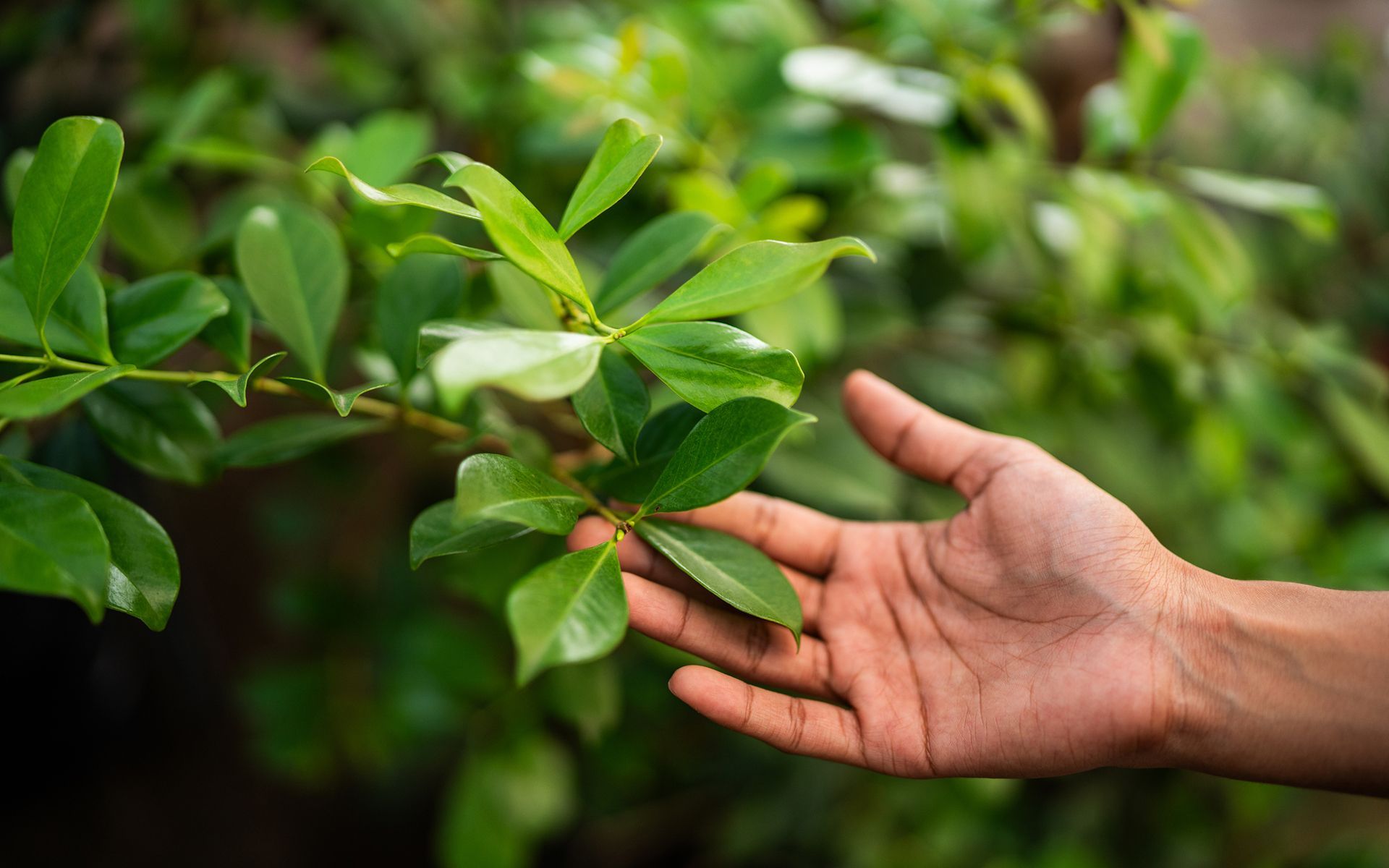 Touching Plants — Oakland, CA — Mathey Tree Care And Consulting