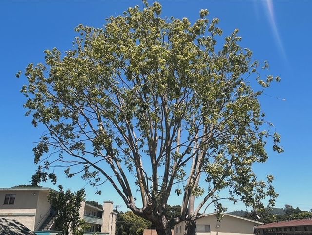 A large tree with lots of branches is in front of a building