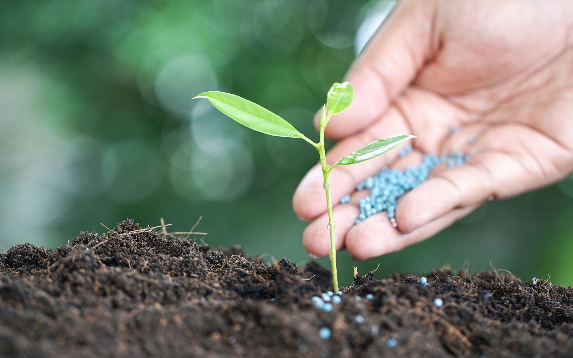 Fertilizing — Oakland, CA — Mathey Tree Care And Consulting