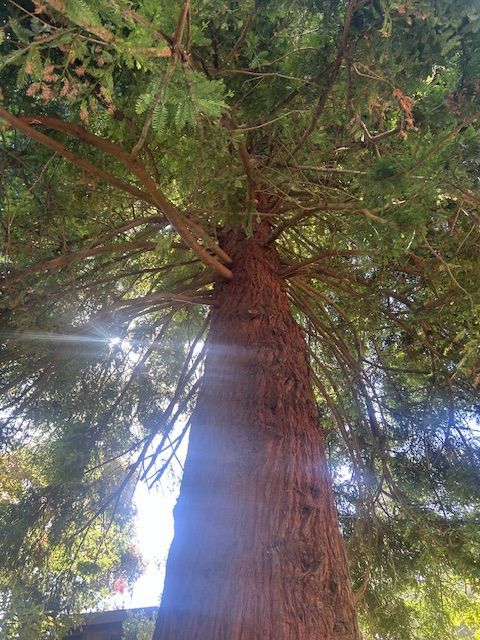 The sun is shining through the branches of a large tree.