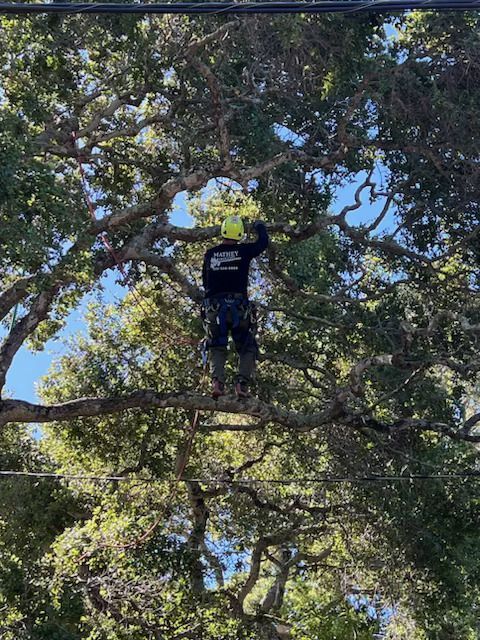 Tree Removal with the Mathey Tree Care Worker — Oakland, CA — Mathey Tree Care And Consulting