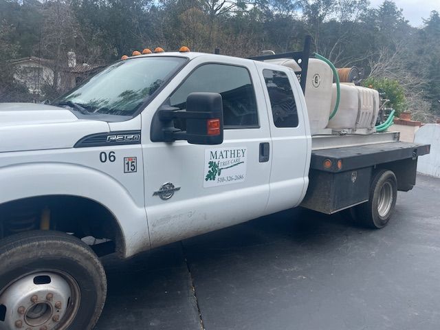 Man Inspecting Tree — Oakland, CA — Mathey Tree Care And Consulting