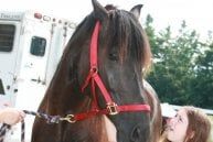 Horse- Veterinary Services in Candia, NH