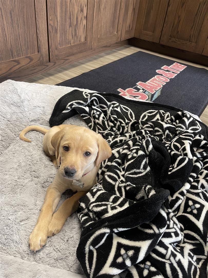 Yellow Labrador puppy resting on a gray bed with a patterned blanket, by a door mat. | Joe's Auto and Tire